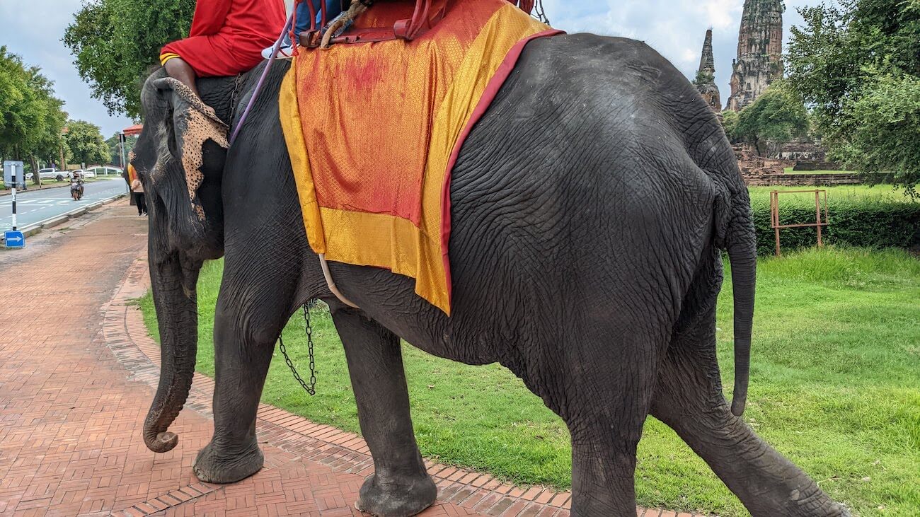 elephant1