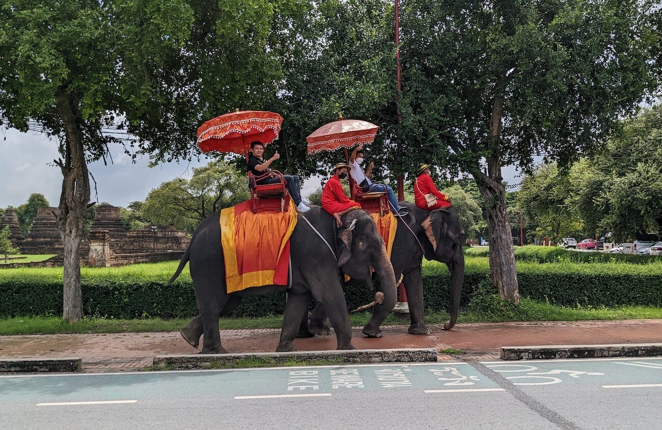 elephant3
