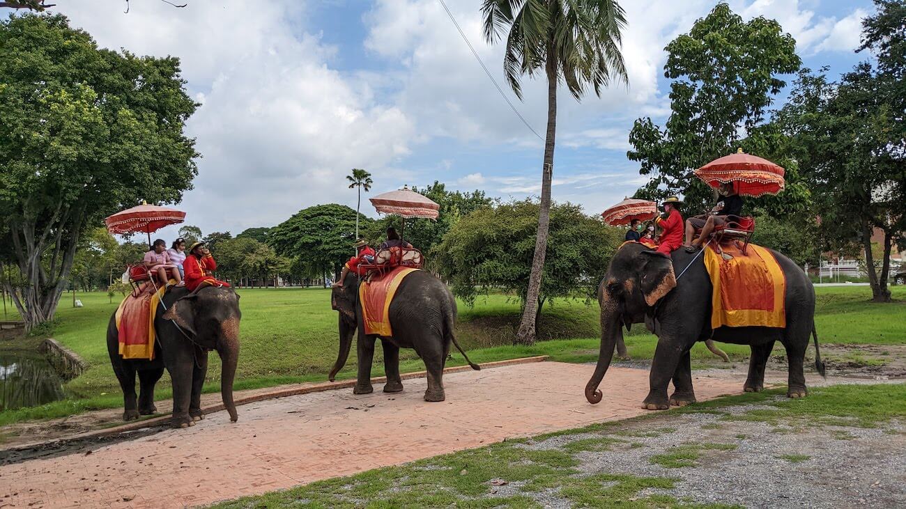 elephant6