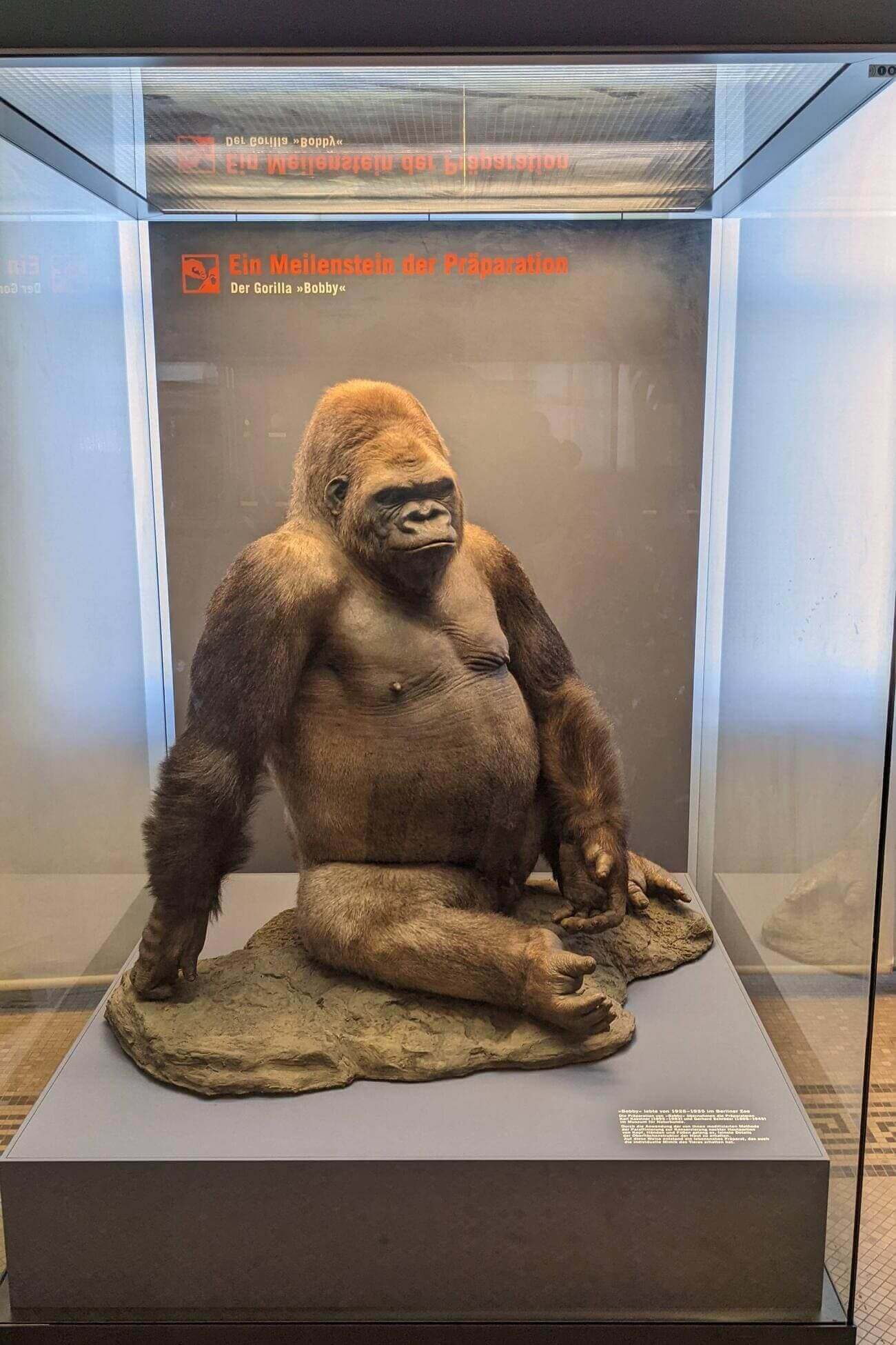humboldt_museum5