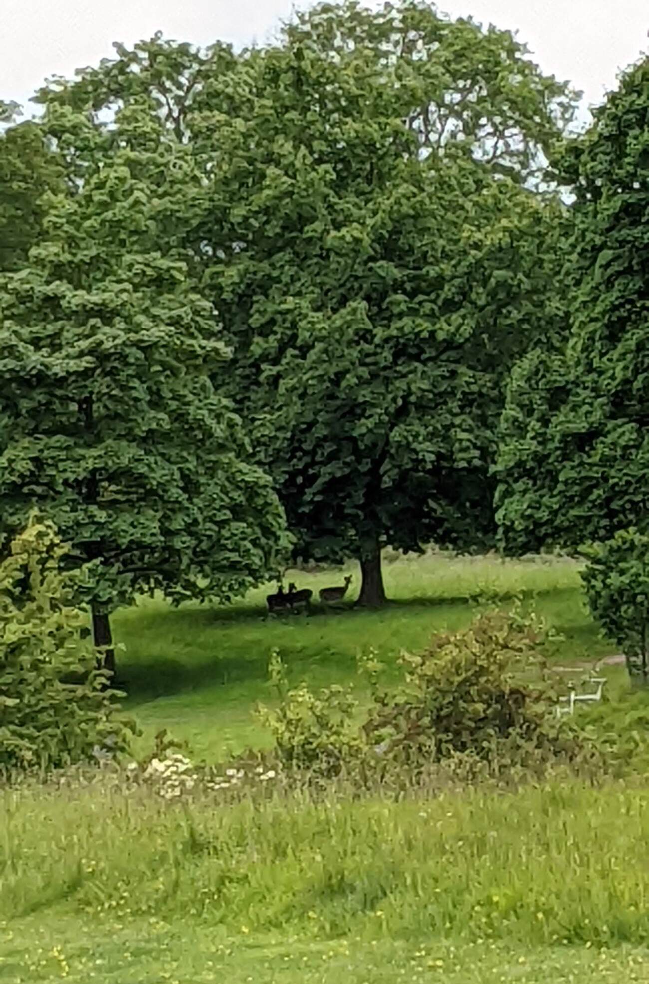 phoenix_park5