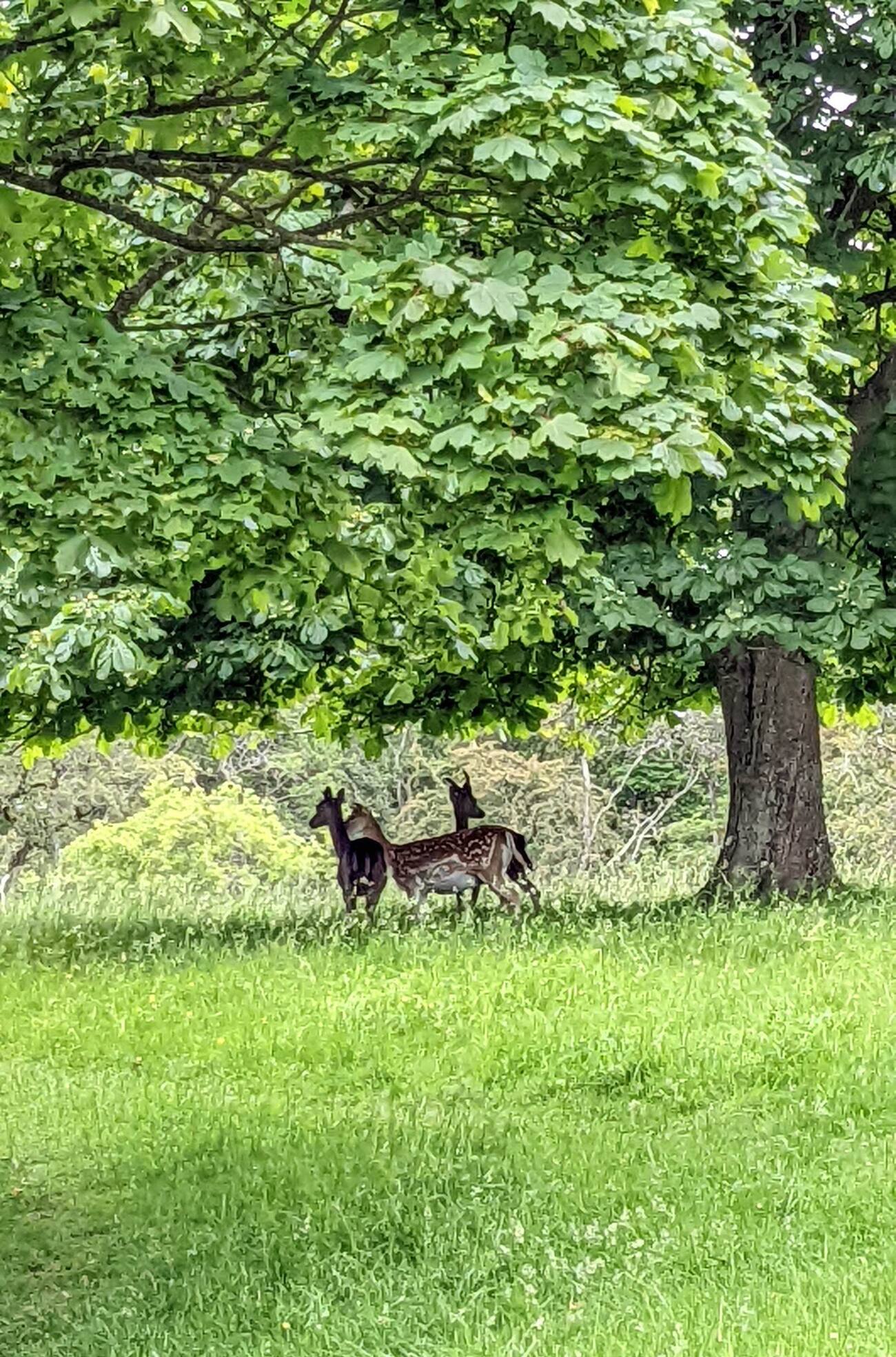 phoenix_park6