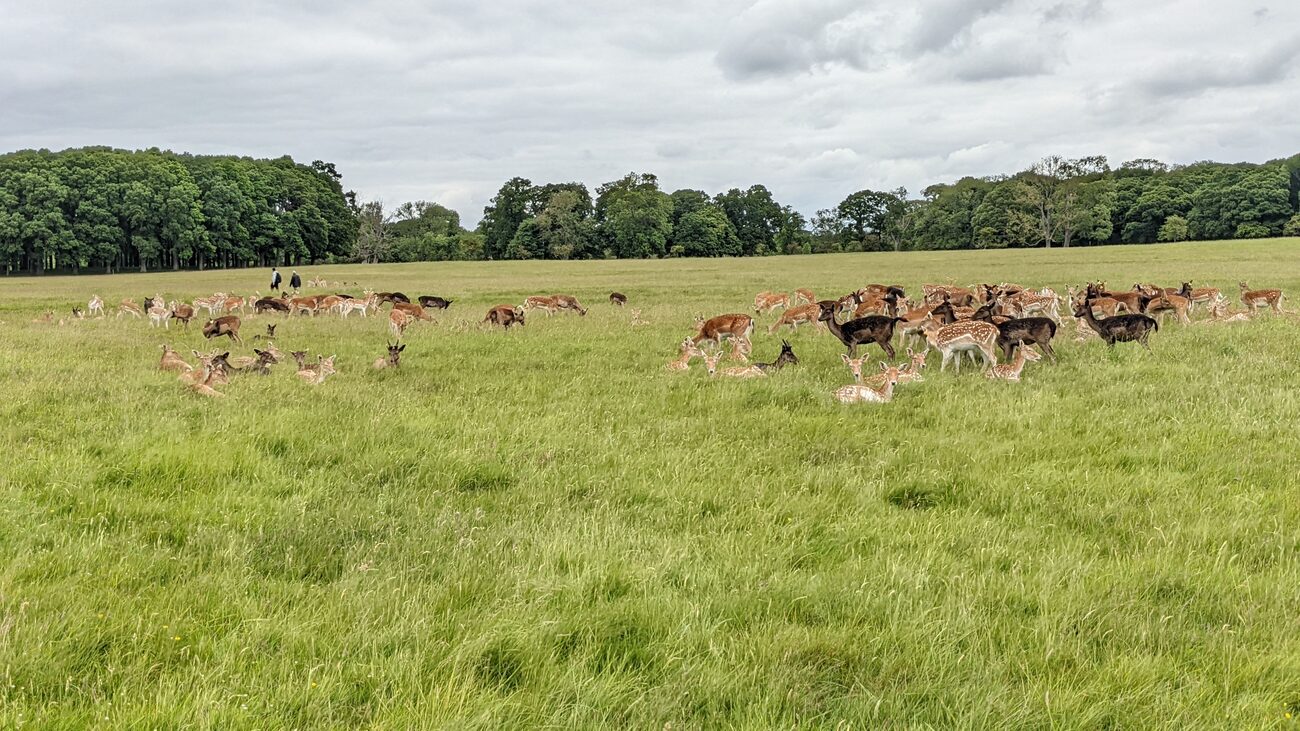 phoenix_park9