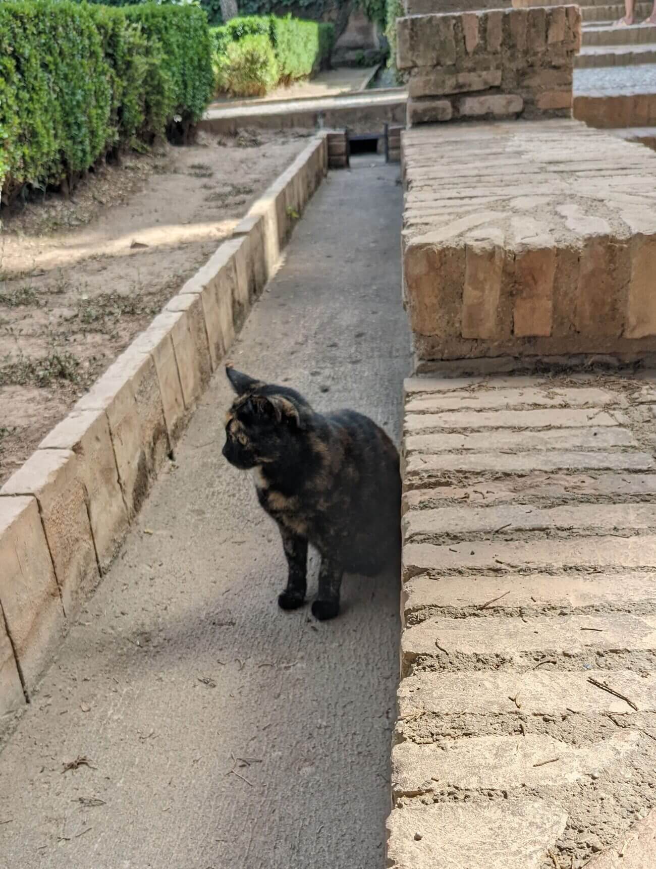 cat1