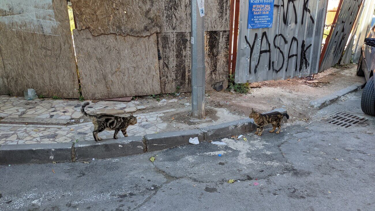 cat1