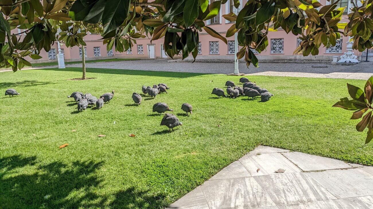 dolmabahce8