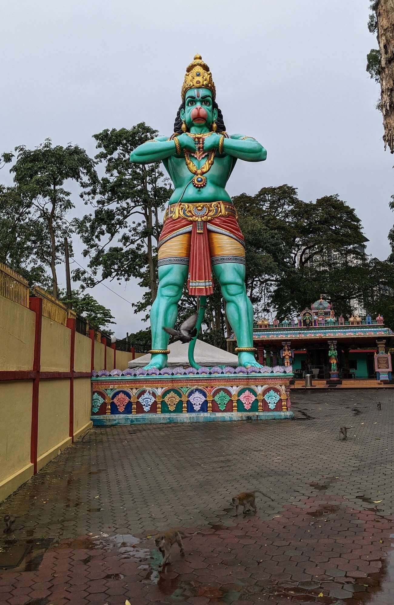 batu31