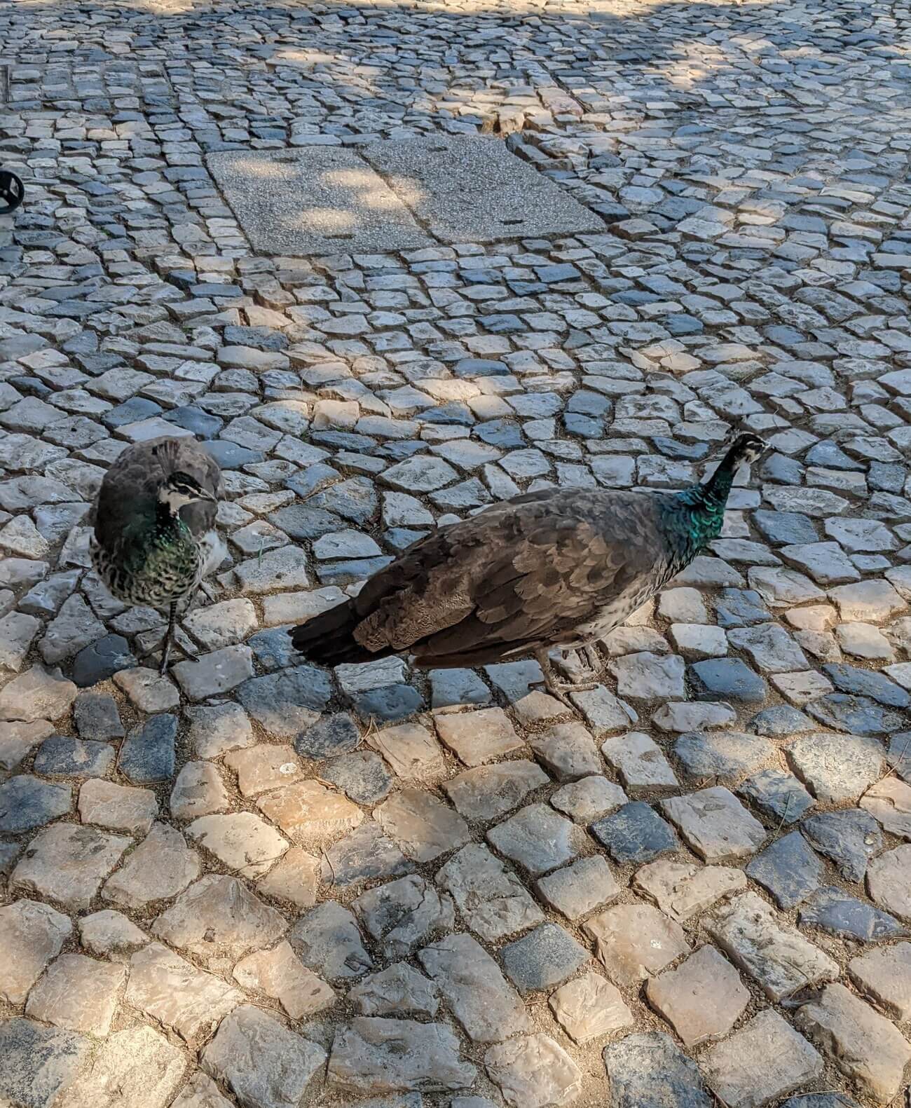 castelo_de_sao_jorge4